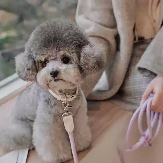 Discover the Perfect Pet Accessory: Leather Pet Collar Handheld Leash