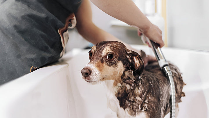 Gentle Pet Bath Supplies For Fresh Clean Paws
