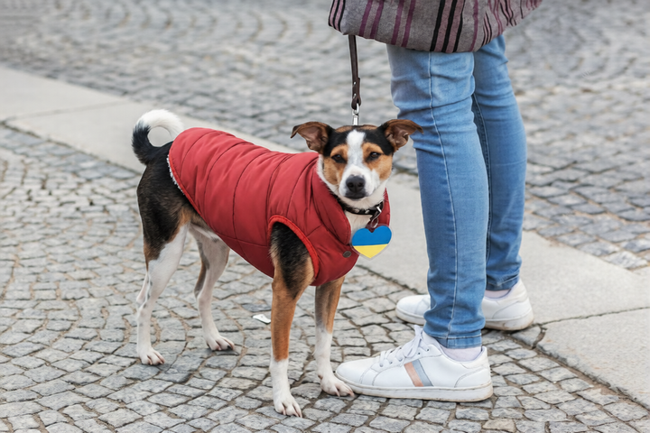 Reliable Pet Leashes For Safe Outdoor Pet Walks