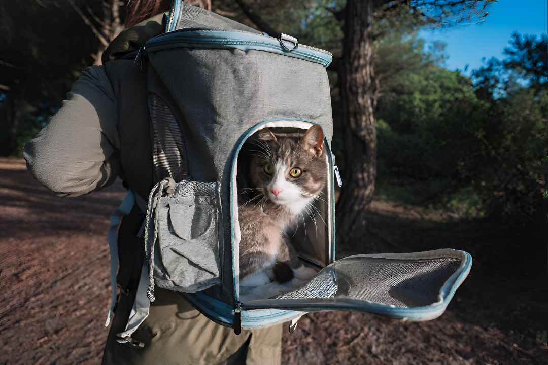 Choosing Perfect Pet Carrier For Adventure